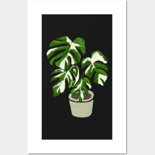 Monstera deliciosa variegated plant with fenestrations Posters and Art